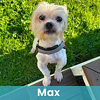 MAX - Mixed Breed (Small) available for adoption