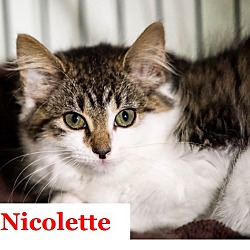 Thumbnail photo of Nicolette #1