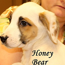 Thumbnail photo of Honey Bear ~ meet me! #1
