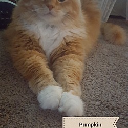 Photo of Pumpkin 