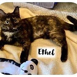 Thumbnail photo of Ethel #4