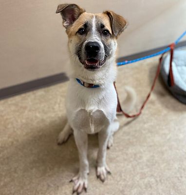 Escondido, CA - Great Pyrenees/Akita. Meet Scout a Pet for Adoption