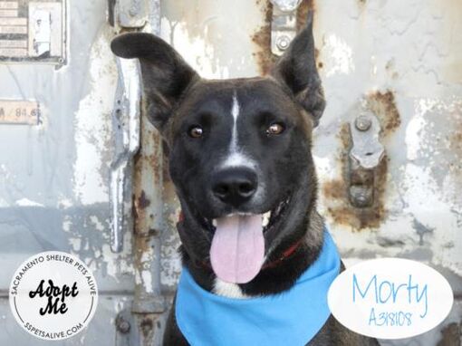 STOCKTON, CA - Belgian Malinois. Meet MORTY a Pet for Adoption ...