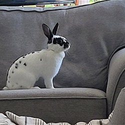 Thumbnail photo of Lola 2 RABBIT #3