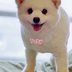 Photo of Toby - COMING SOON