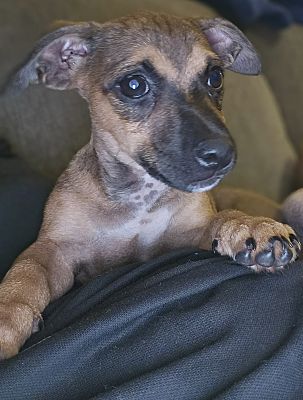 Virginia Beach, VA - Chiweenie/Mixed Breed (Small). Meet ADOPTION ...