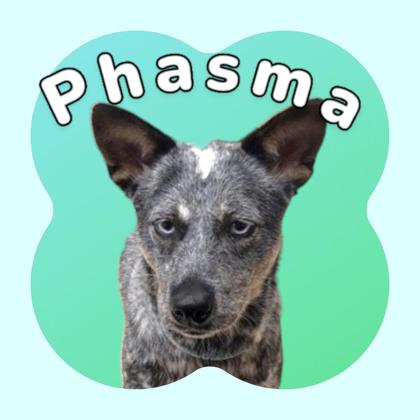 Photo of Phasma