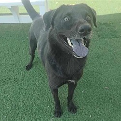 Thumbnail photo of Beau - $75 Adoption Fee!  Diamond Dog! #3