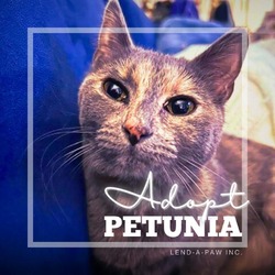 Thumbnail photo of Petunia #2