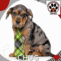 Thumbnail photo of CHUG #2