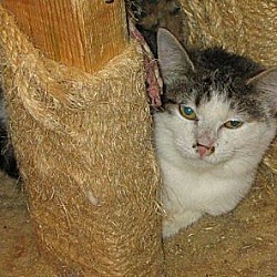 Photo of Barn cats need homes