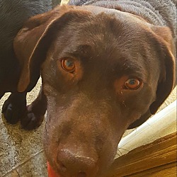 Thumbnail photo of Truly - chocolate Lab #1