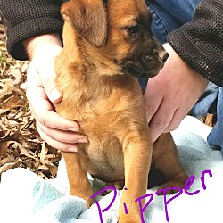 Thumbnail photo of Piper 💟 ADOPTED! #3