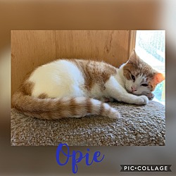 Photo of Opie Taylor