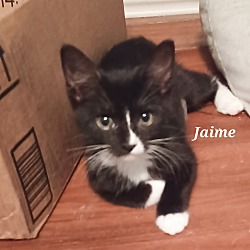 Photo of Jamie #St.-Patty's-Day-kitten