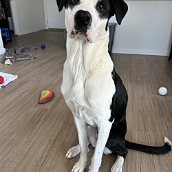 Photo of Kylo