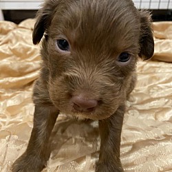 Photo of Mocha