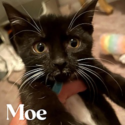 Thumbnail photo of Moe #3