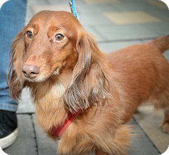 New York, NY - Dachshund. Meet King a Pet for Adoption.