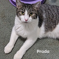 Photo of Prada