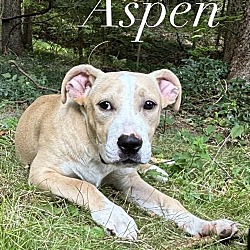 Thumbnail photo of Aspen #4