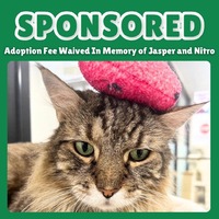 adopt a pet