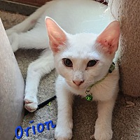 adopt a pet