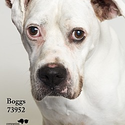 Thumbnail photo of Boggs #2
