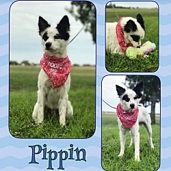 Thumbnail photo of Pippin #2