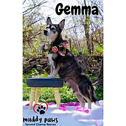 Thumbnail photo of Gemma - No Longer Accepting Applications #3