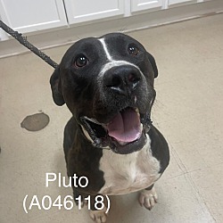 Thumbnail photo of Pluto #1