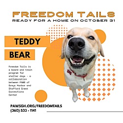 Thumbnail photo of Teddy #1