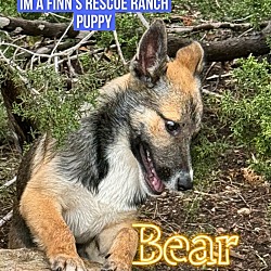 Thumbnail photo of Bear(Girl) #2