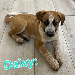 Thumbnail photo of Daisy #1