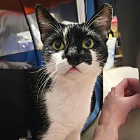 adopt a pet