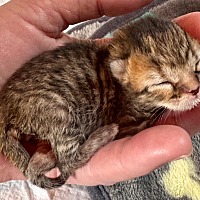 Adopt A Pet :: Speck - Leonardtown, MD