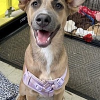 adopt a pet