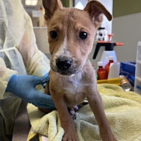 adopt a pet