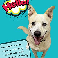 adopt a pet