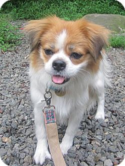 pekingese cavalier mix
