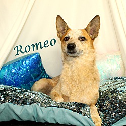 Thumbnail photo of Romeo~meet me! #1