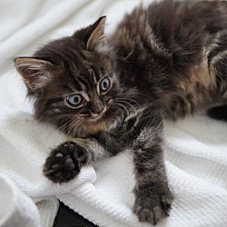 Thumbnail photo of Kitten #3