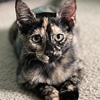 Photo of Cat Cora
