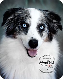 australian shepherd x pomeranian for sale bailey adopted dog phoenix az australian shepherd border australian shepherd x pomeranian for sale bailey adopted dog phoenix az australian shepherd border