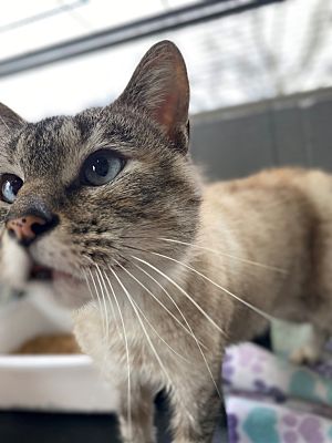 CAT ADOPTION NEWBERG OREGON visual data 3