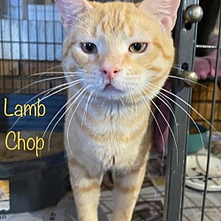 Photo of Lamb Chop