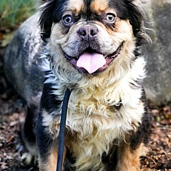 Thumbnail photo of Dogue Pierre CHOCOLATE MERLE FLUFFY #2