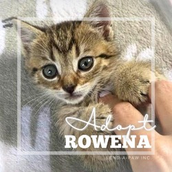 Thumbnail photo of Rowena #4