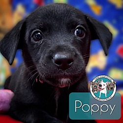 Thumbnail photo of Poppy Spice #1