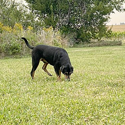 Thumbnail photo of Spot - Bonded Buddy With Mina #2